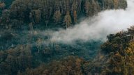 Hutan di Indonesia