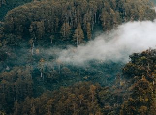 Hutan di Indonesia